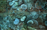 655_Zicht door de glazen bodem, Cairns - Groot Barriere rif